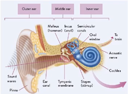 Structure Of The Ear