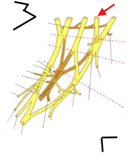 <p>What is this structure?</p>