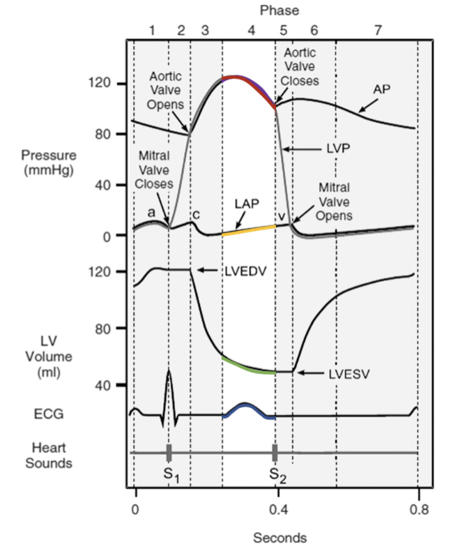 * pressure begins to decrease in aorta as the last bit of blood leaves the ventricles 
* pressure in atria continues to rise as atria passively fill with blood 

\- T-wave = ventricular

* repolarization 
