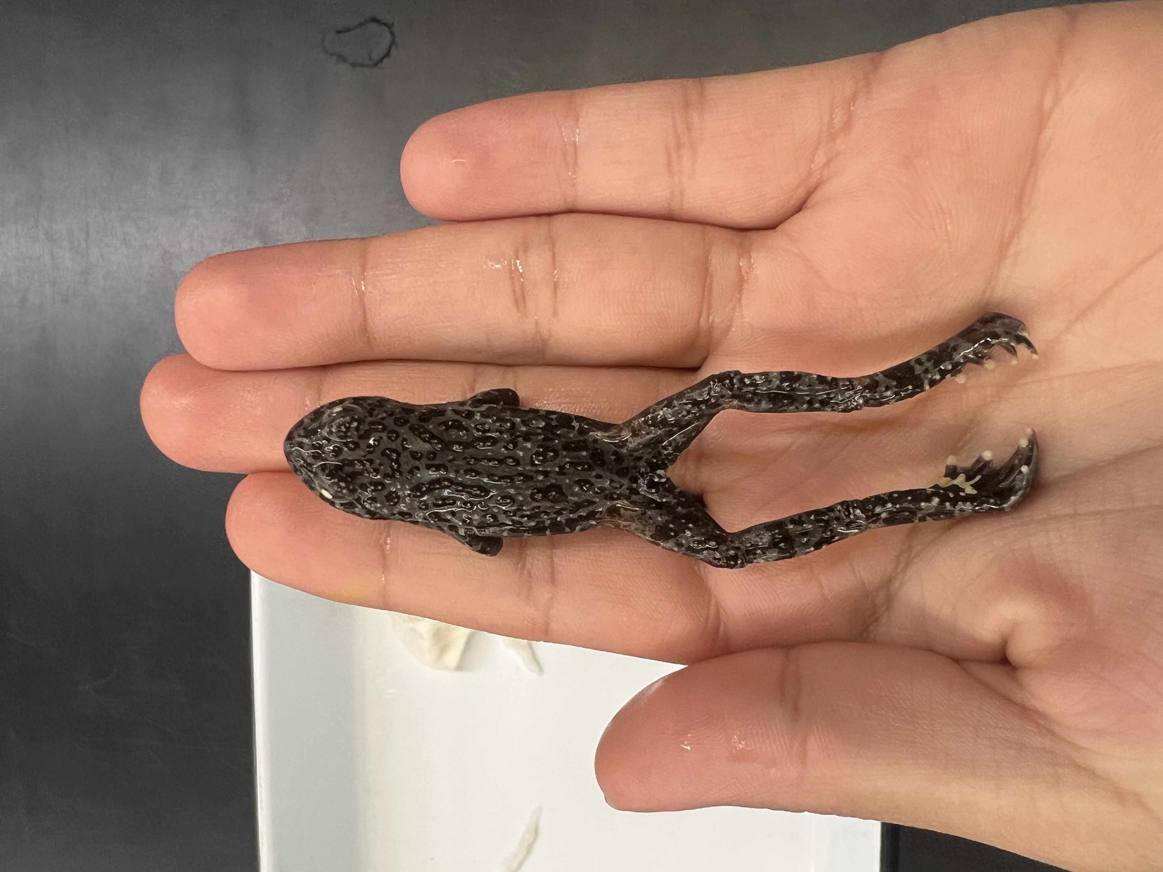 <p>What’s the <strong>family</strong> name?</p>