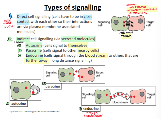 <ol><li><p>direct cell signalling</p></li><li><p>indirect cell signalling</p><ul><li><p>autocrine</p></li><li><p>paracrine</p><ul><li><p>ion channel coupled receptors</p></li><li><p>enzyme coupled receptors</p></li><li><p>G-protein coupled receptors</p></li></ul></li><li><p>endocrine</p></li></ul></li></ol>