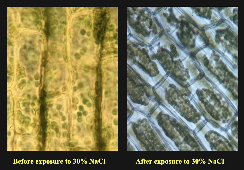 <p>When the Eloda cells were placed in NaCl they ___ because the NaCl was ___ to the cell</p><p>a) grew, hypertonic</p><p>b) grew, hypotonic</p><p>c) shrunk, hypertonic</p><p>d) shrunk, hypotonic </p>