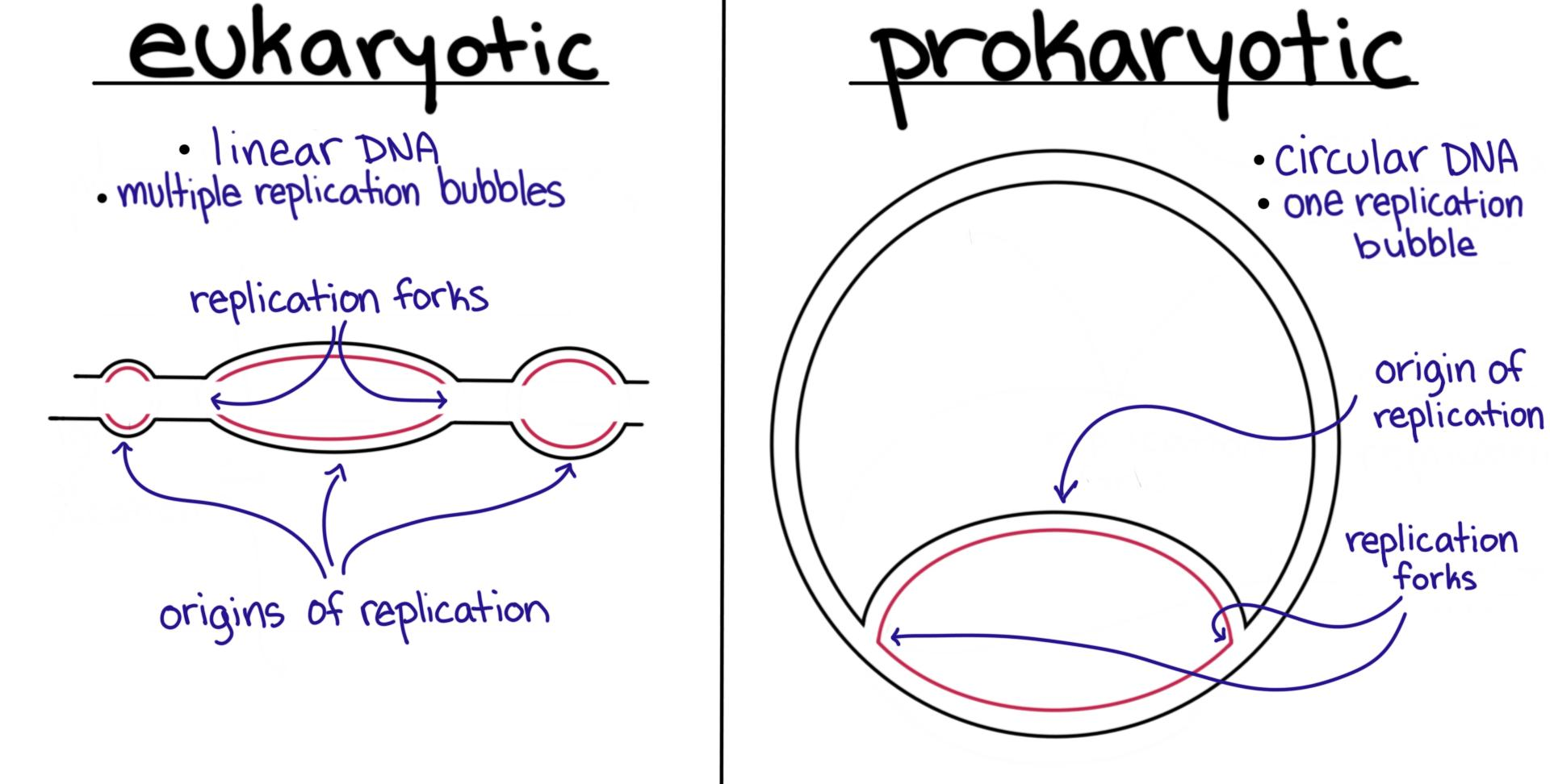 <p>in prokaryotes- one OriC site</p><p>in eukaryotes- multiple OriC sites</p>