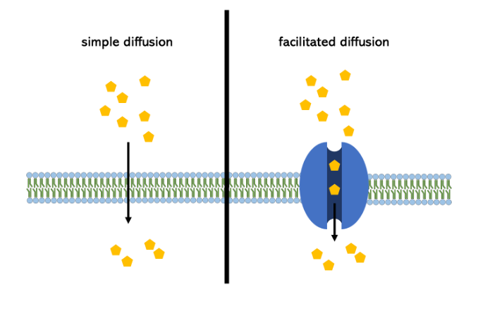 <p>large, polar molecules needing proteins to cross membrane</p>