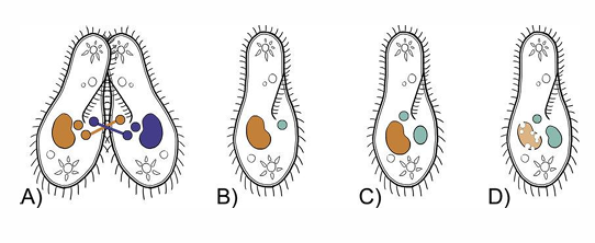<p>Reproduction of Protozoa</p>