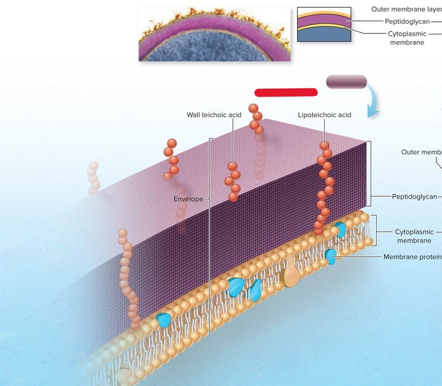 <p>Which type of cell envelope is this?</p>