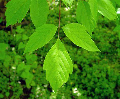 Boxelder