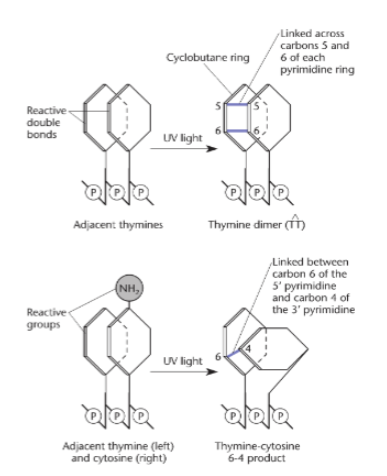 <p>usually caused by UV light on DNA. Thymine dimers are the most common type. Repaired by NER.</p>