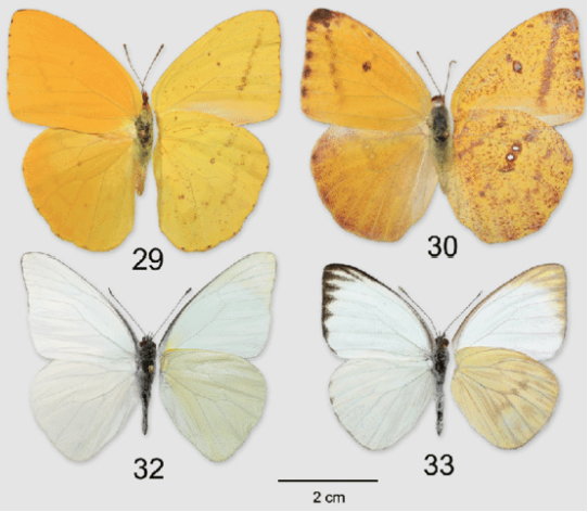 <p>white/sulfer butterflies</p>