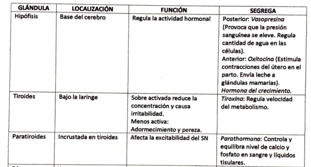 <p>Hipófisis-Localización: base del cerebelo -Función: regula la actividad hornonal -Segrega: Posterior-&gt; Vasopresina Anterior-&gt; Oxitocina</p><p>Tiroides-Localización: bajo la laringe -Función: activa (reduce la concentración e irritabilidad) menos activa (adormecimiento y pereza) -Segrega: trioxina</p><p>Paratiroides-Localización: incrustada en la tiroides -Función: excitabilidad del SN -Segrega: parathormona</p>