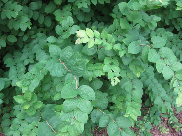 <p><em>Symphoricarpos orbiculatus</em></p>