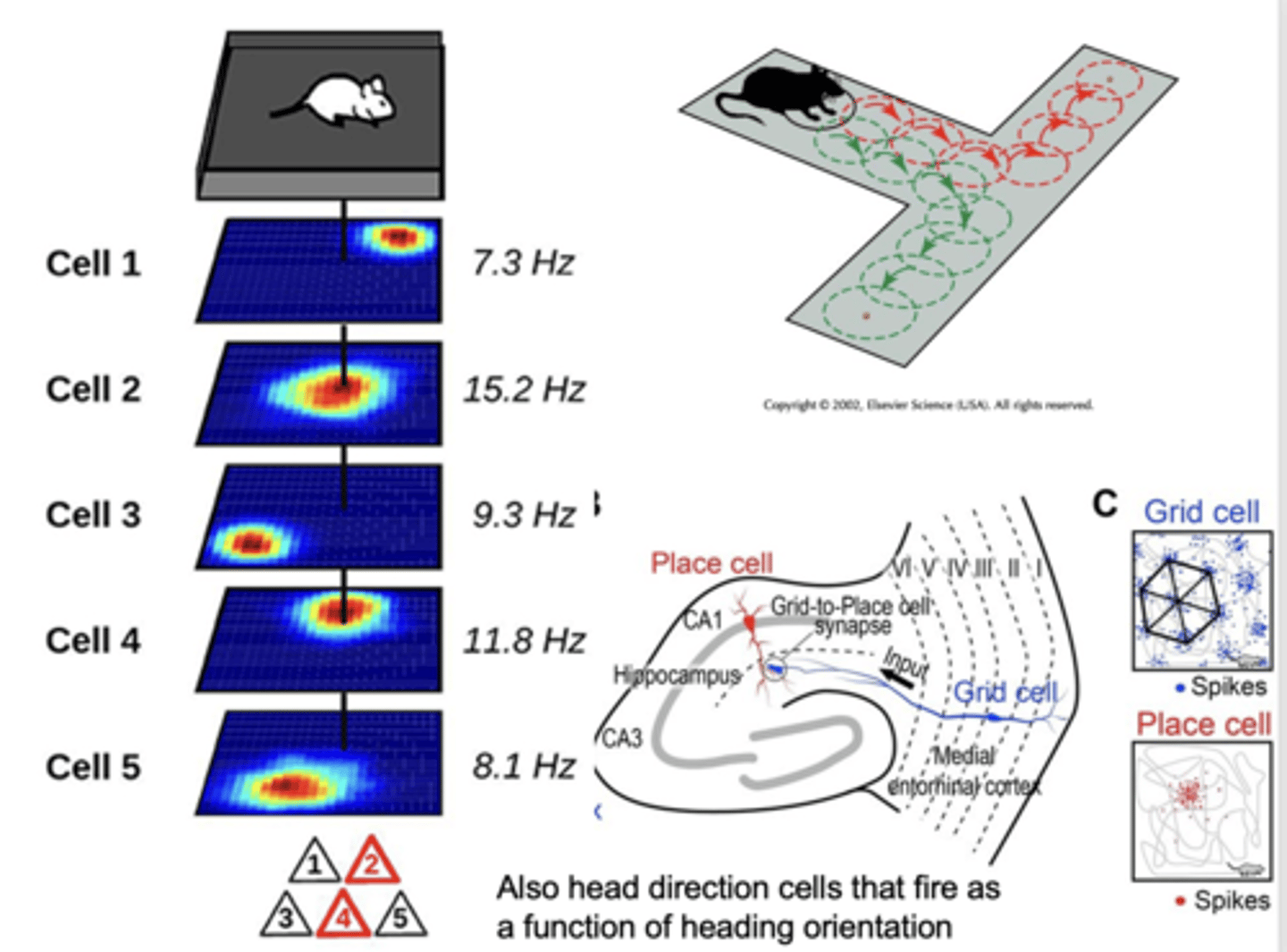 <p>neurons that respond when an animal is in particular locations in an environment, forming a repeating grid-like pattern<br>- fire when cell goes into a new space (creating a map / spatial framework)<br>- picture you are standing on graph paper and moving around the different squares</p>