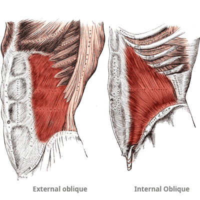 O: external surfaces of ribs 5-12

I: linea alba, pubic tubercle, anterior half of iliac crest

F: flexes the trunk, assists expiration by depressing the ribs,