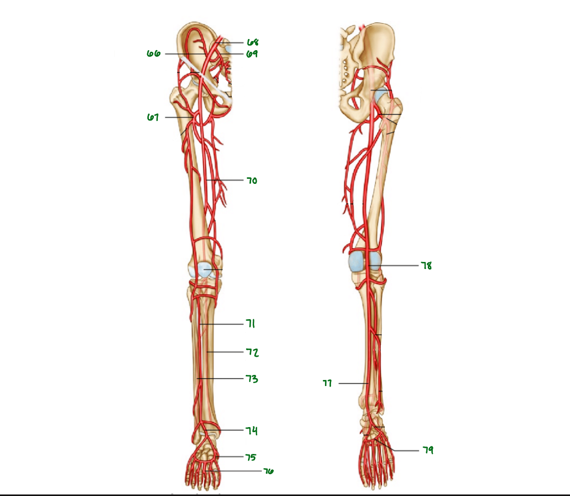 <p>What artey is 77 pointing to?</p>