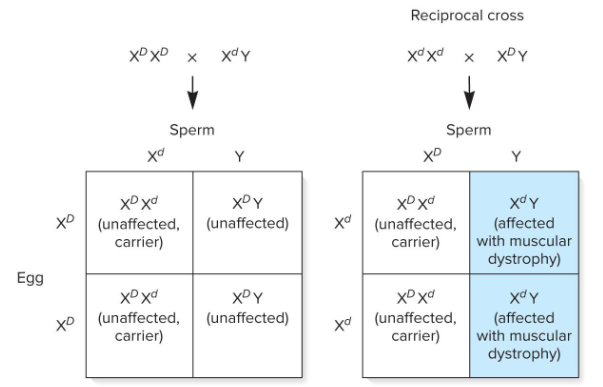<p>Males can transmit either an X or Y chromosome while females can only transmit one X chromosome. What are some general trends on a pedigree for X-linked traits for these two conditions?</p><p>1) An affected male and unaffected female</p><p>2) An affected female and unaffected male</p>