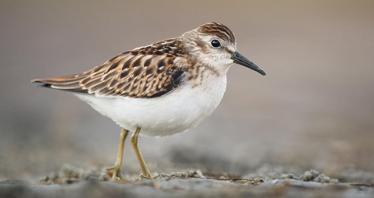 <p>Order:Charadriiformes Family:Scolopacidae</p>