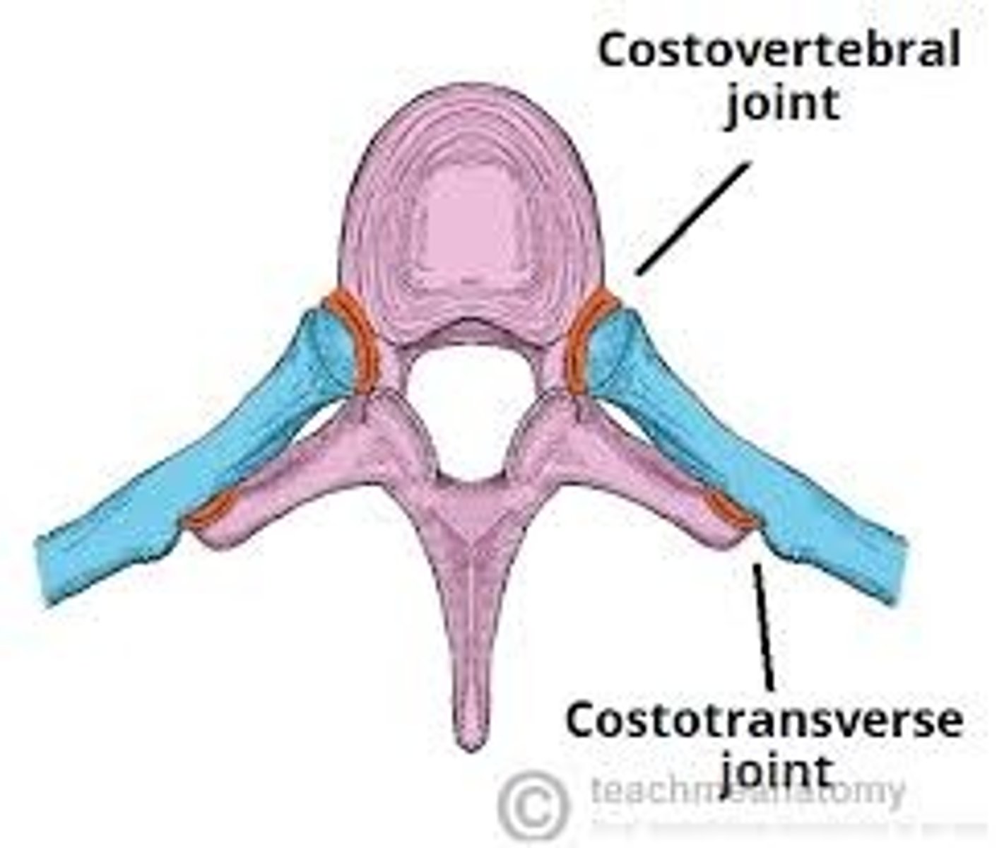 <p>- Between head of rib and superior costal demifacet of corresponding vertebra.</p><p>- Synovial plane joint.</p>