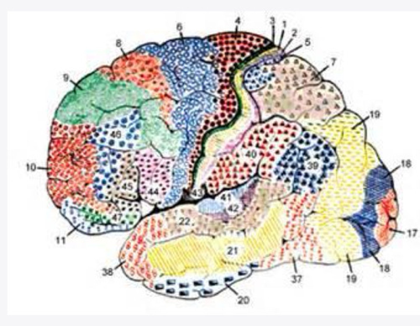 <p>What is the function of Brodmann area 4?</p>