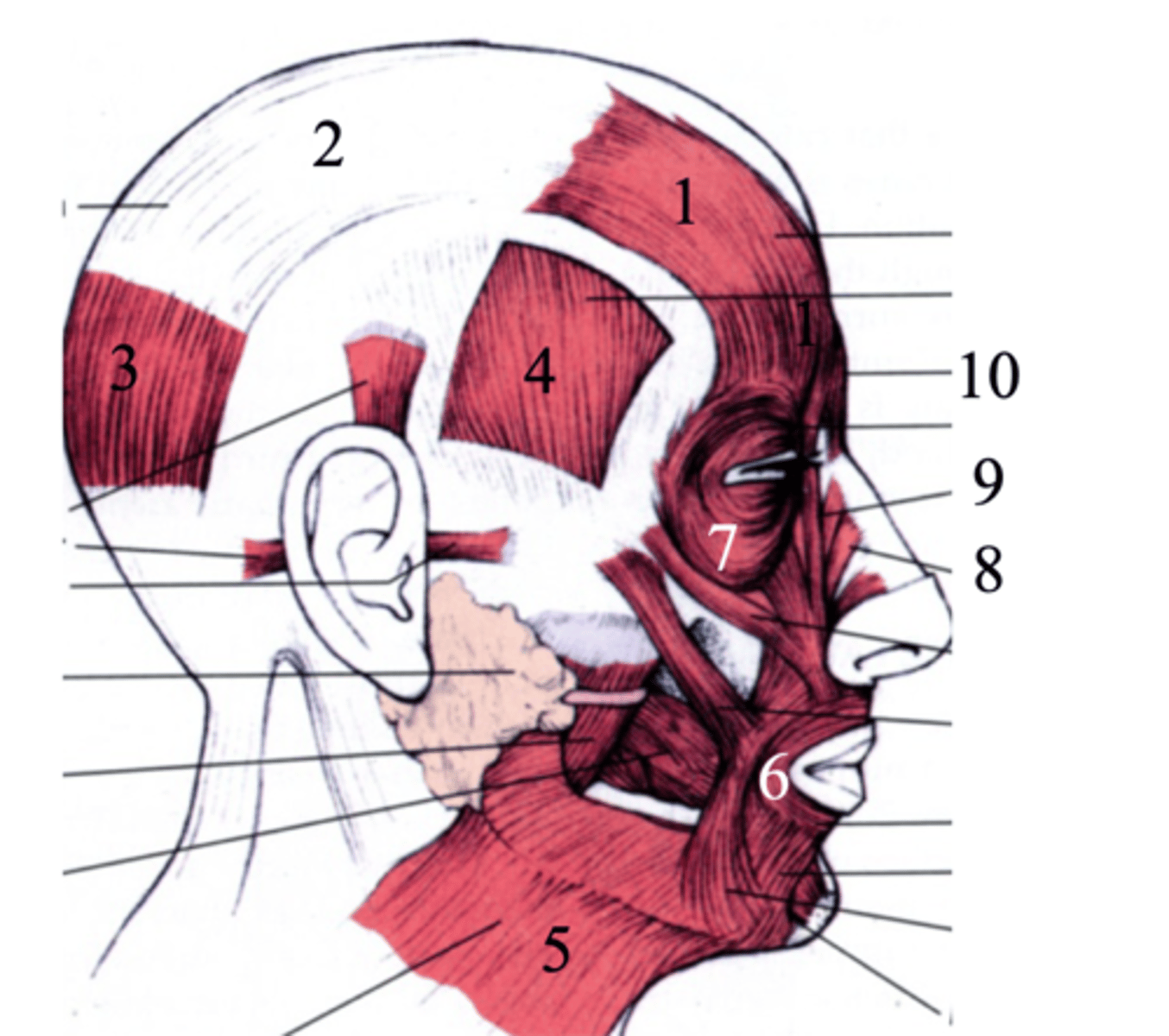 <p>what muscle is number 1+2+3</p>