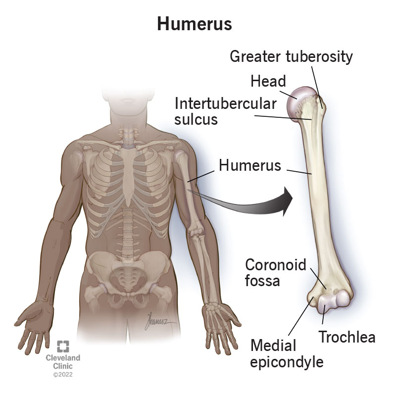 <ul><li><p>is located in the upper part of the arm. </p></li><li><p>Proximally it articulates with the scapula and distally with the radius and the ulna. </p></li><li><p>The head of the humerus articulates with the glenoid fossa of the scapula.</p></li></ul><p></p>