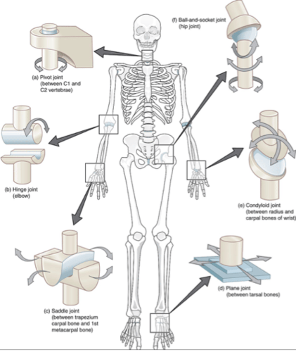 <p>movement in two planes ex) knuckle</p><p>-saddle joint, condylar joint</p>