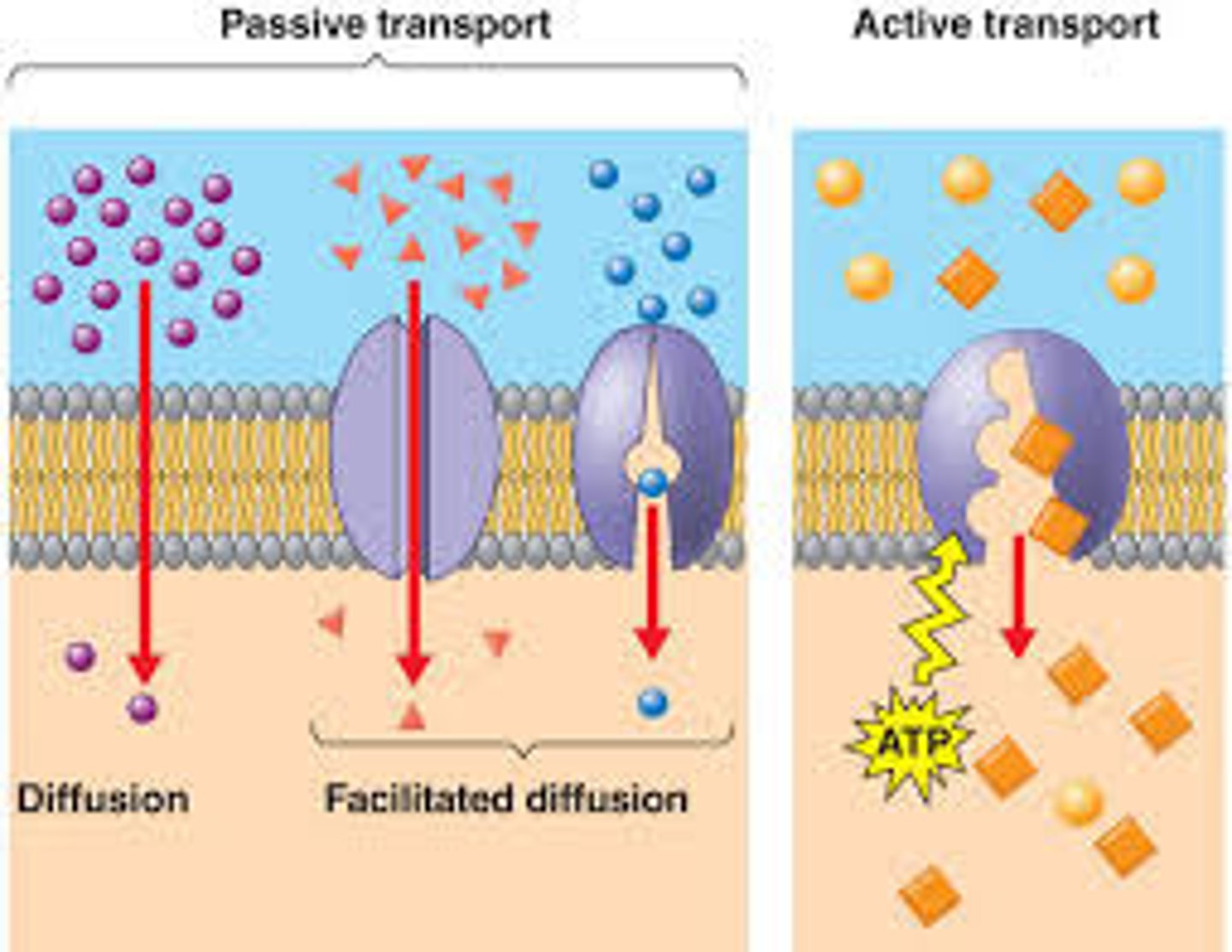 <p>the movement of substances across a cell membrane without the use of energy by the cell</p>