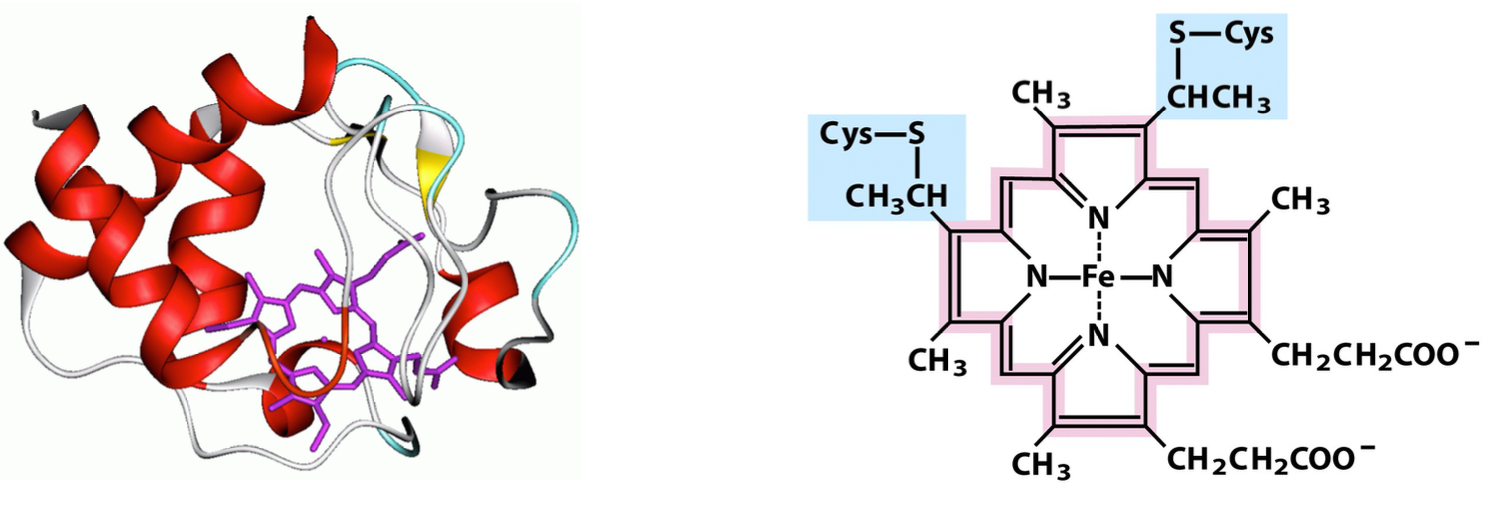 <ul><li><p>soluble heme-containing protein in intermembrane space</p></li><li><p>carries a single e<sup>-</sup> from the cytochrome bc<sub>1</sub> complex to cytochrome oxidase</p></li><li><p>small (12 kD), binds/unbinds quickly from Complexes III and IV</p></li><li><p>can exit the mitochondrion as part of the apoptotic cell death pathway</p></li></ul><p></p>