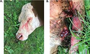 <p>associated with cows</p><p>type: gram positive, endospore forming aerobic rod</p><p>caused by: bacillus anthracic</p><ul><li><p>need some lesion or digestion</p></li><li><p>found commonly on hide or fur</p><ul><li><p>difference in enter difference in anthrax</p></li><li><p>necrotic lesions ( black spots ) </p></li></ul></li></ul><p></p>