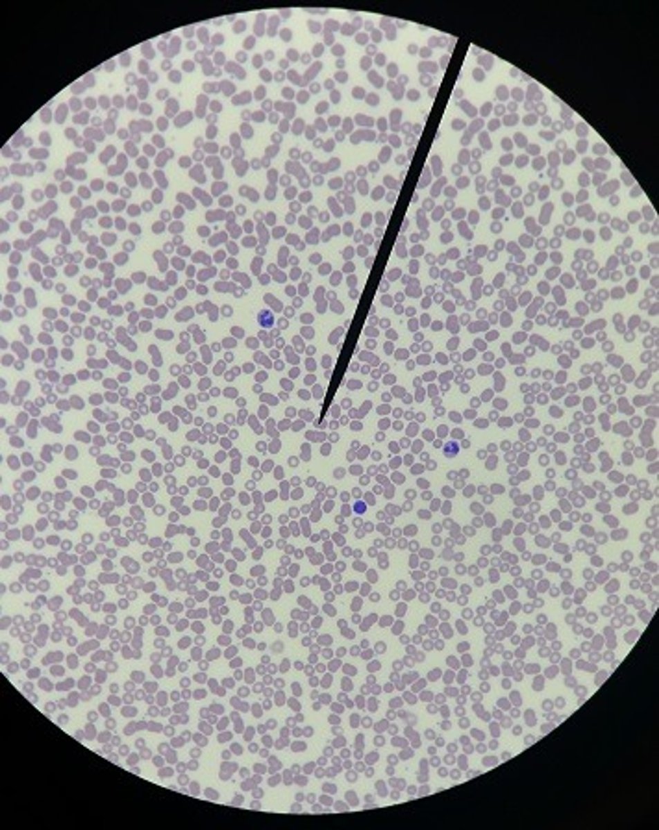 <p>Identify the tissue.</p>