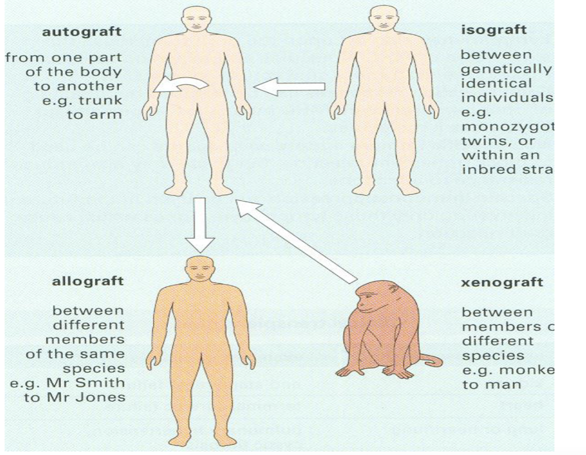 <p>Autografts - from one part of the body to another </p><p>Isografts - between isogenic individual (recipient that is genetically identical)</p><p>Allograft - between genetically different individuals from the same species</p><p>Xenograft - between members of different species (high rejection due to IgM and cell mediated immunity)</p>
