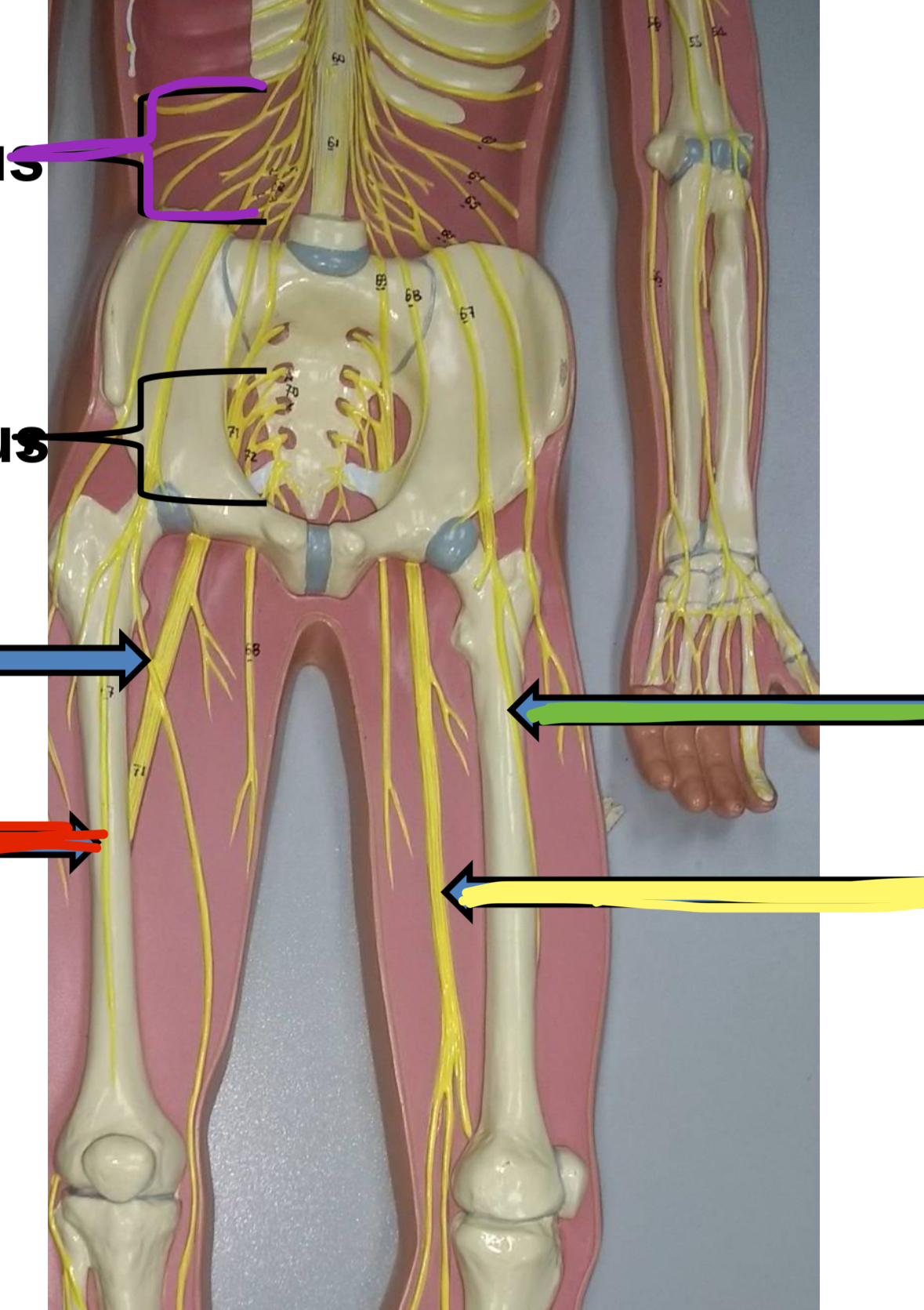 <p>Red AND Green point to what lumbar plexus nerve</p>