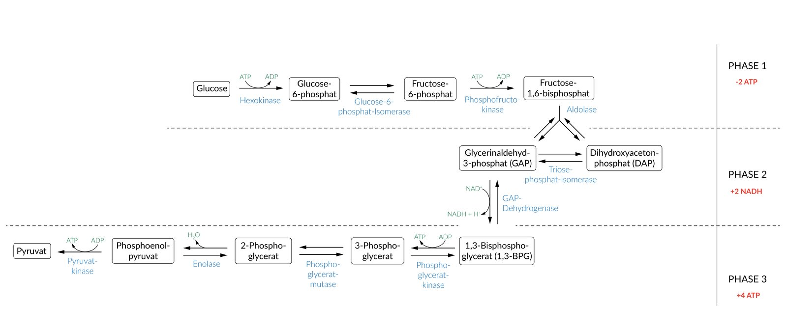 <p>A. Glyceraldehyde-3-phosphate is removed from the equilibrium by a subsequent reaction</p>