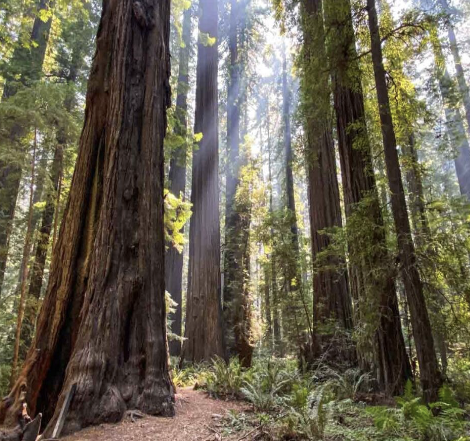 <p>Coast Redwood</p>