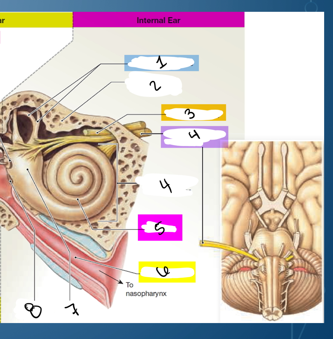 <p>Name internal ear</p>