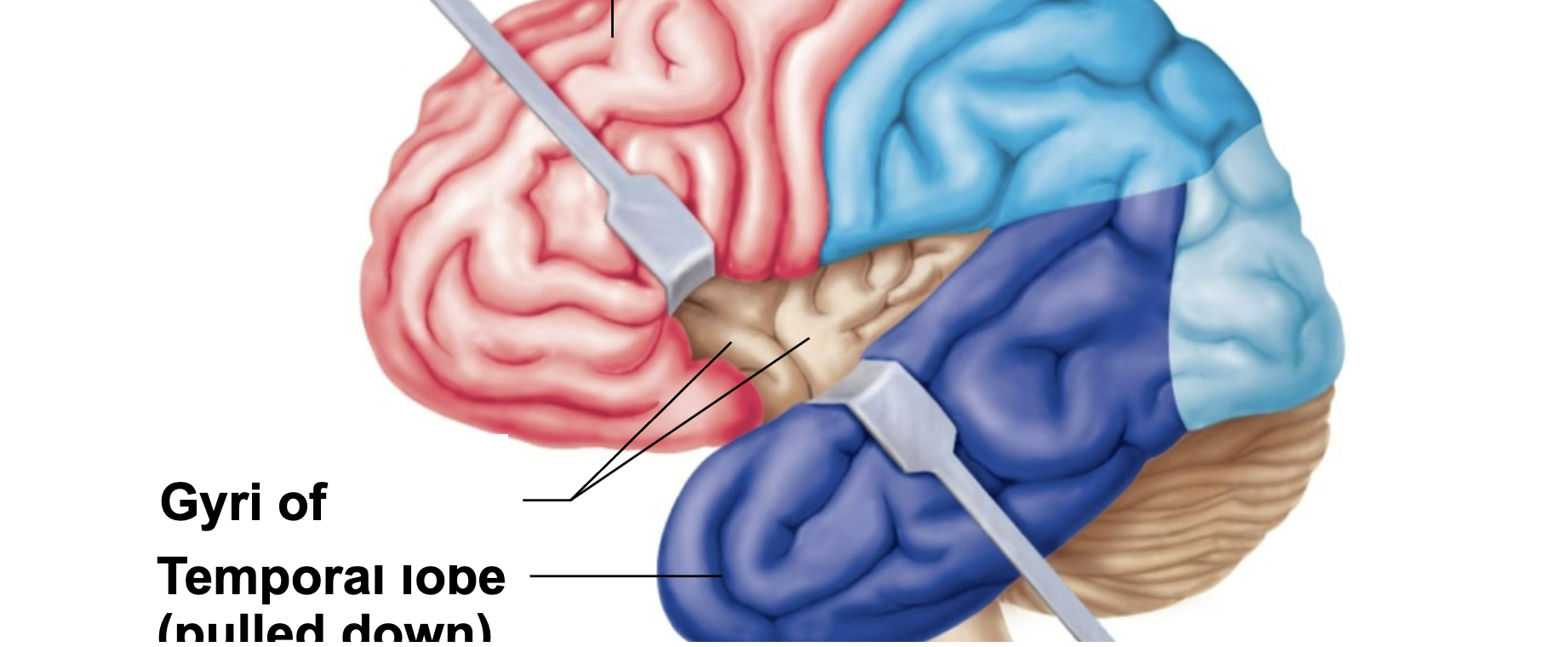 <p>What is this brain regions name and function?</p>