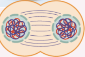 <p>chromosomes arrive at spindle poles and cytoplasm divides</p>
