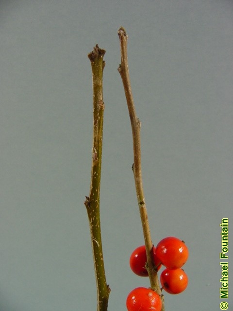 <p>spur branches, braille like bark, alternate, deciduous</p><p>Buds: very small, brownish red</p>