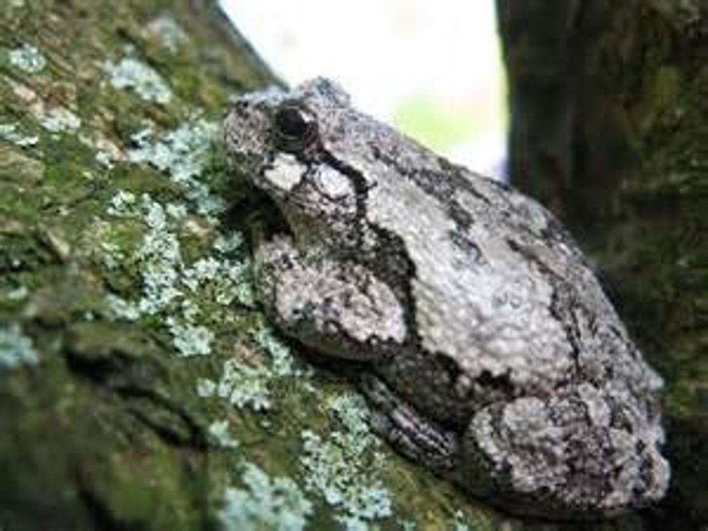 <p>Grey Treefrog</p>