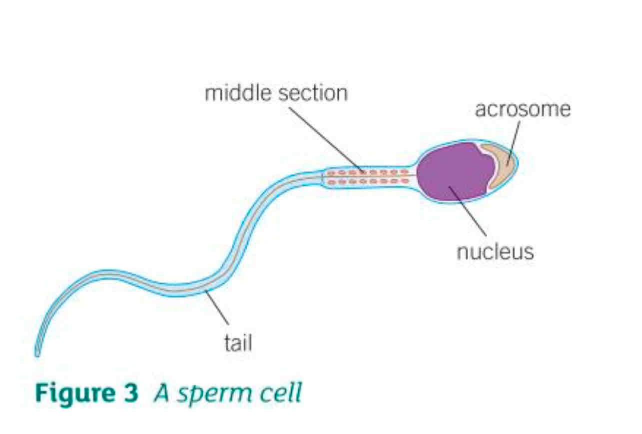 <ul><li><p>A long tail to swim to the egg</p></li><li><p>Lots of mitochondria to provide energy from respiration for the sperm to swim long distances</p></li><li><p>An acrosome at the front of the head which stores digestive enzymes to break down the outer layer of the egg</p></li></ul>