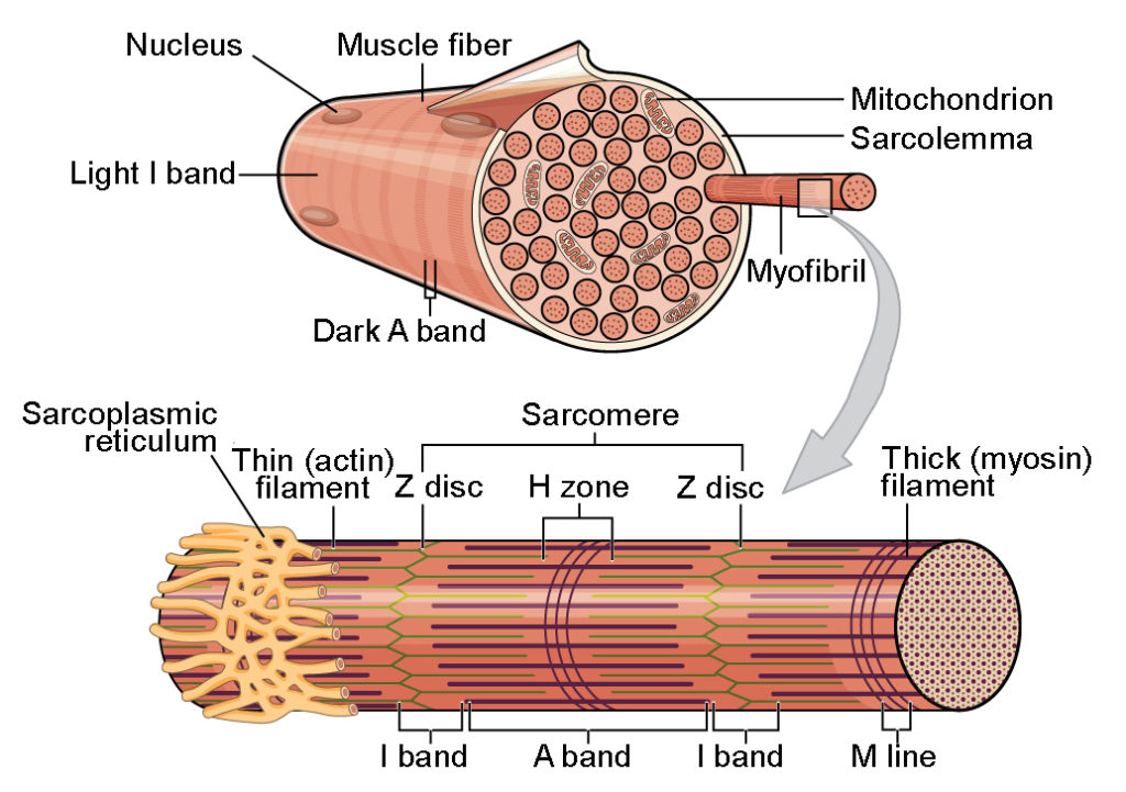<p>I band- Light band; composed of thin actin filaments</p><p>A band- Dark band; composed of thick myosin filaments with portions overlapped with thin actin filaments.</p><p>H zone- Center of A band; composed of thick myosin filaments.</p><p>Z line (Z disc)- Sarcomere boundary; in center of I band which anchors filaments in place.</p><p>M line- Center of sarcomere and A band; anchors thick filaments</p>