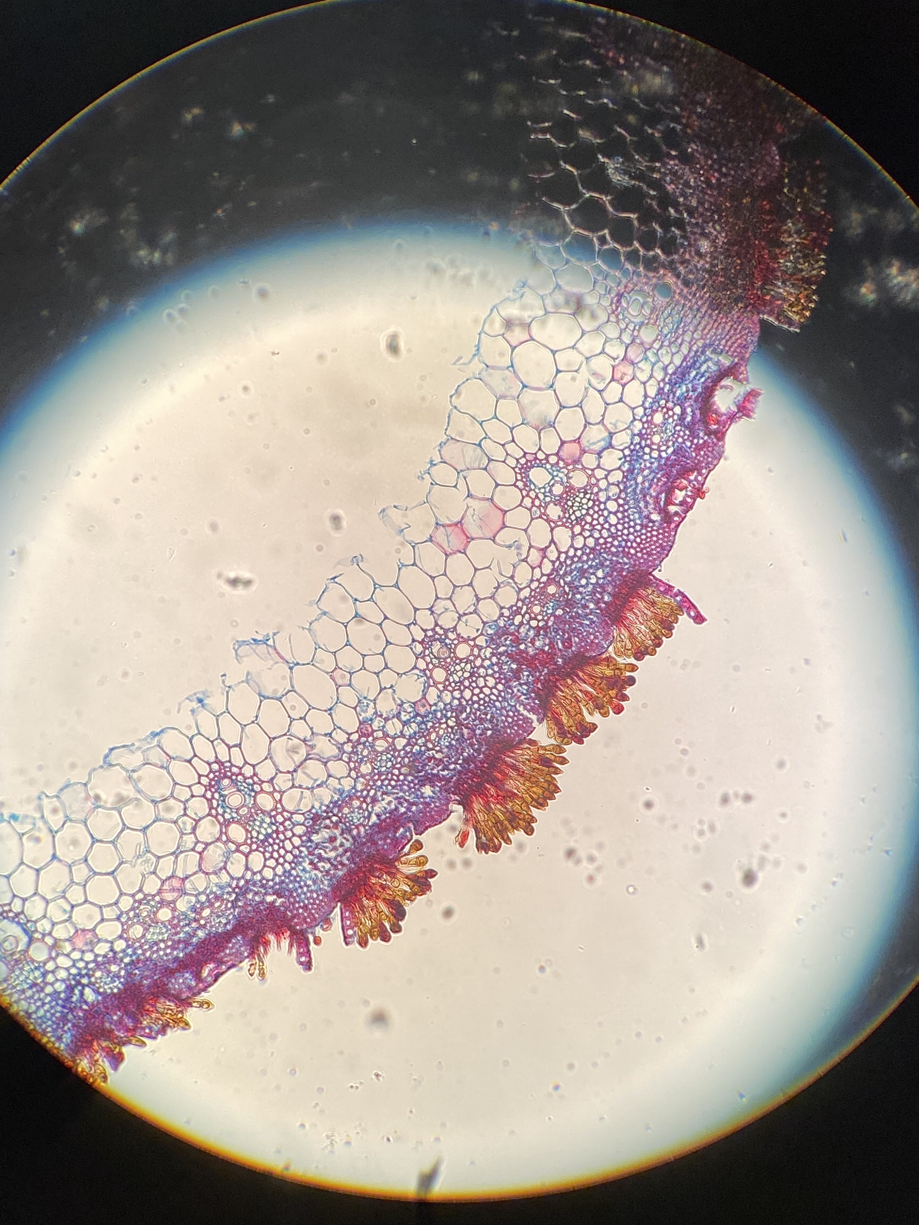 knowt flashcard image