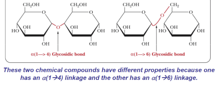<ul><li><p>Alpha (1,4) Glycosidic bond</p></li><li><p>Alpha (1,6) Glycosidic bond</p></li></ul><p></p>
