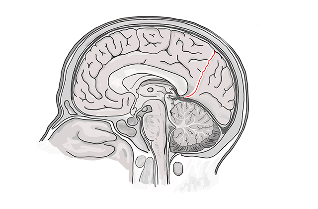 <p>The structure indicated is the:</p>