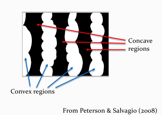 <ul><li><p>Peterson &amp; Salvagio (2008) showed that if you see a single border, there is a slight tendency to perceive the convex region as figure.</p></li><li><p>However, if you see multiple convex regions, each with the same colour, you are more likely to perceive those regions as figure.</p></li><li><p>Take home message: Convex regions are assumed to be figures (i.e. objects)</p></li></ul><p></p>