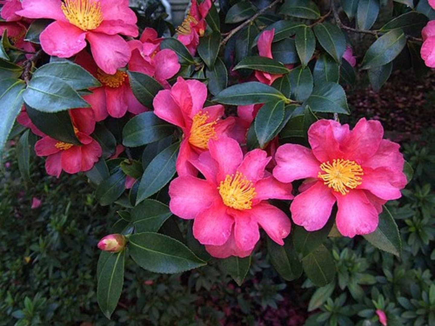 <p>Sasanqua Camellia</p>