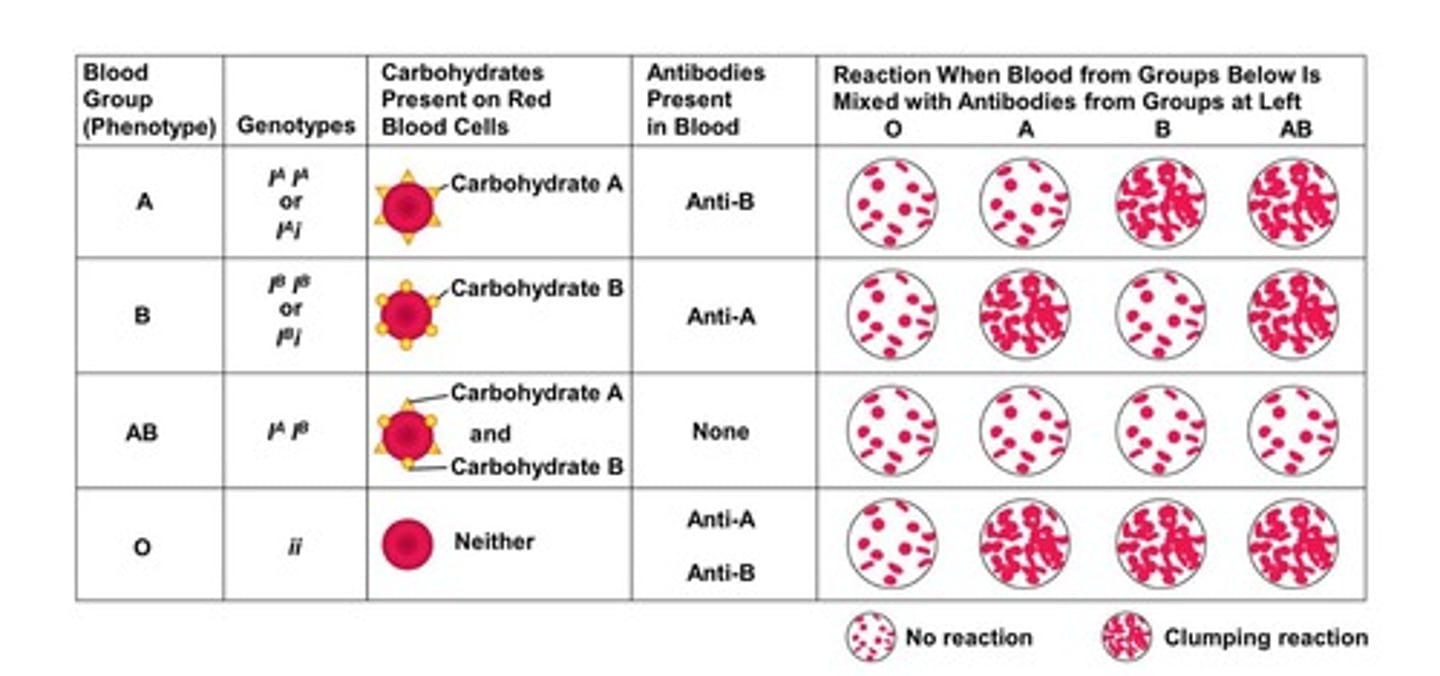 <p>ABO blood group phenotype in humans is controlled by three alleles that produce a total of four phenotypes.</p>