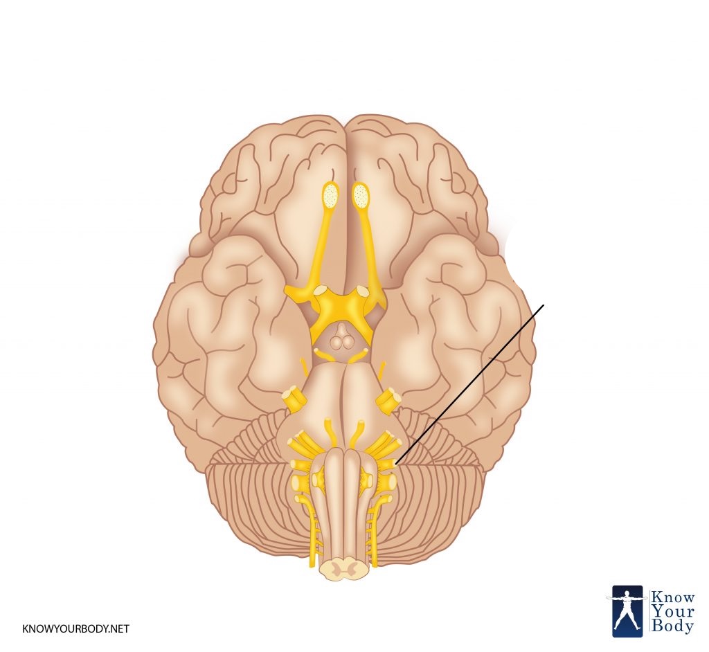 <p>What is the name and number of this craninal nerve?</p>