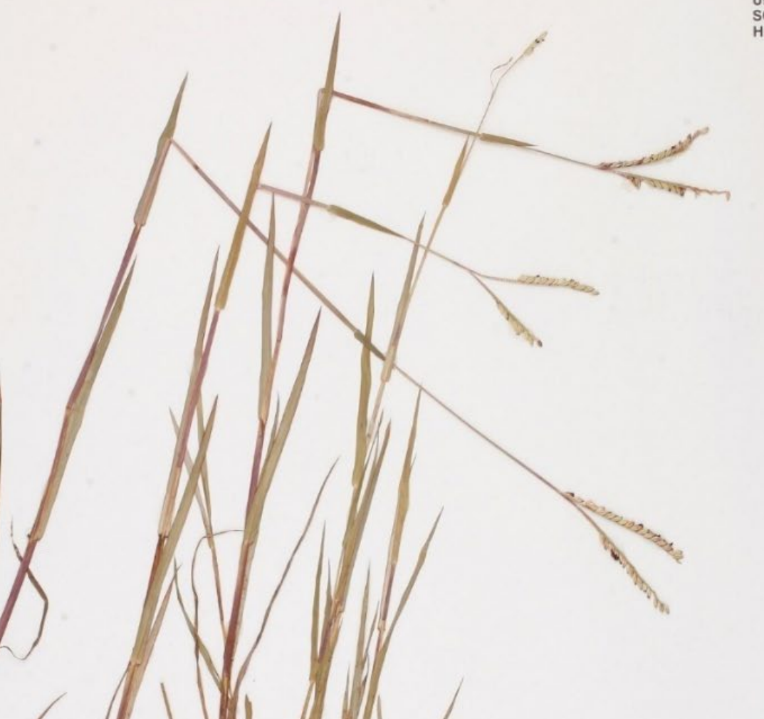 <p>One sided, double-row inflorescence. Spikelets are elliptical shaped and paired. Wrapped glumes. Two inflorescence branches branch in V at the top. </p>