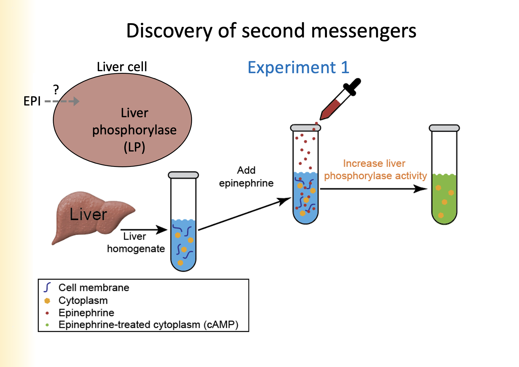 
1. Liver homogenate is added to a cell vial
2. Epinephrine is added
3. When epinephrine was added, increased liver phosphorylase activity