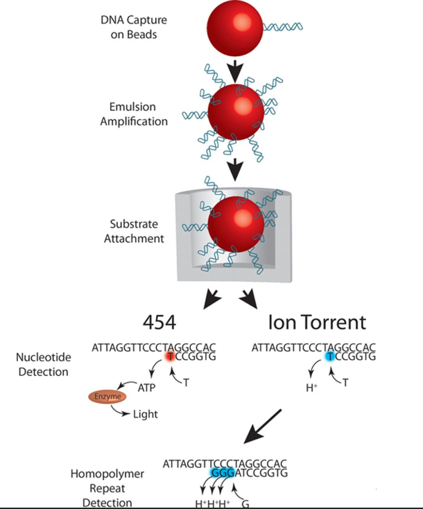 <p>DNA is captured on beads and amplified before being placed in a well. Nucleotides flow across the well plate and when a correct nucleotide is added, pyrophosphate is released and initiates a chain reaction that ends with luciferase producing light which is proportional to the number of nucleotides added. A camera is used to capture the light intensity from each well which the software translates into a DNA sequence.</p>